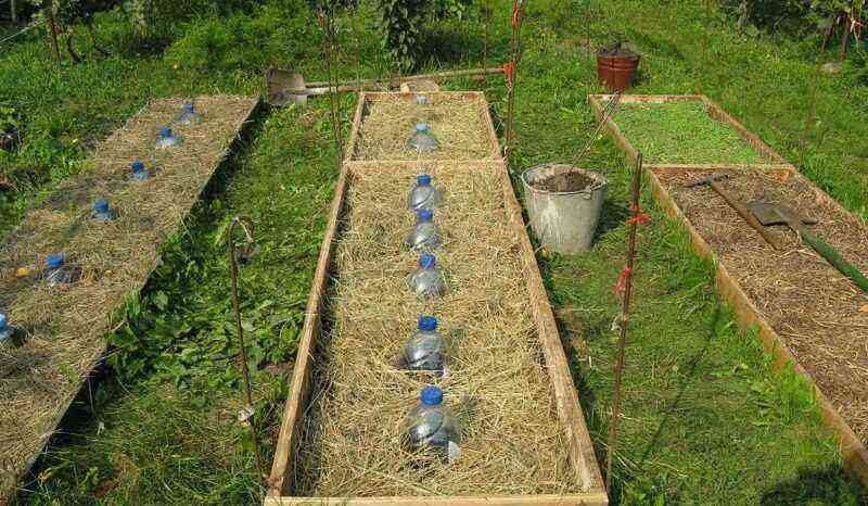 How do I make a drip irrigation system from a regular plastic bottle