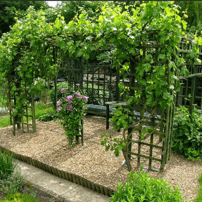 Supports for climbing plants: what can you build for “climbing” garden dwellers?