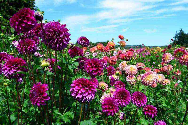 The most beautiful types of dahlias: 28 photos