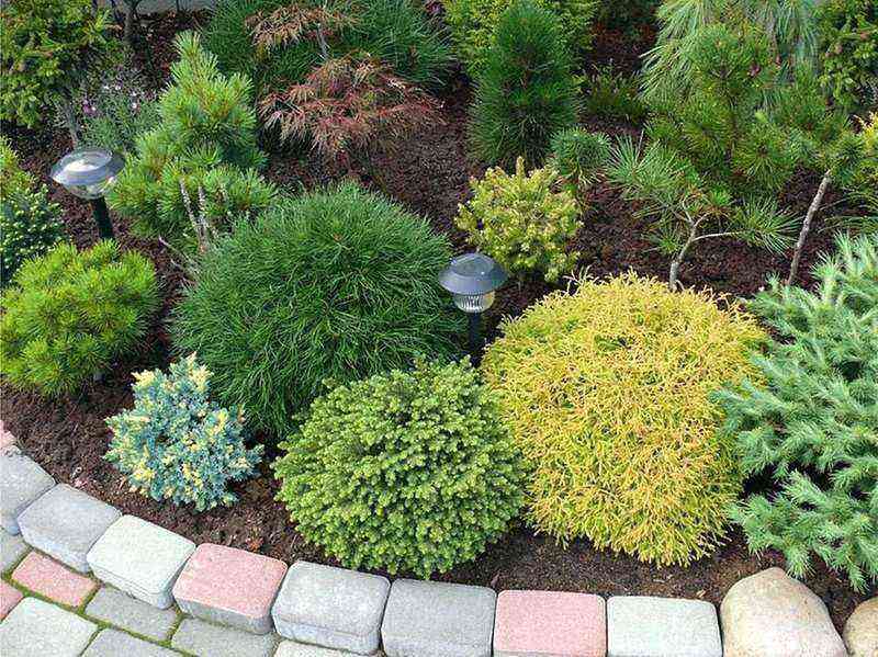 10 spectacular ornamental shrubs for the suburban area
