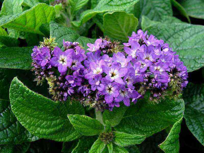 How to use fragrant heliotrope in landscape design: the best ideas in the photo