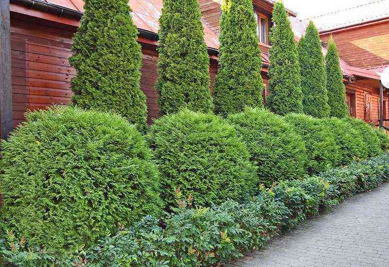 Evergreen thuja in landscape design: photos of the best application ideas