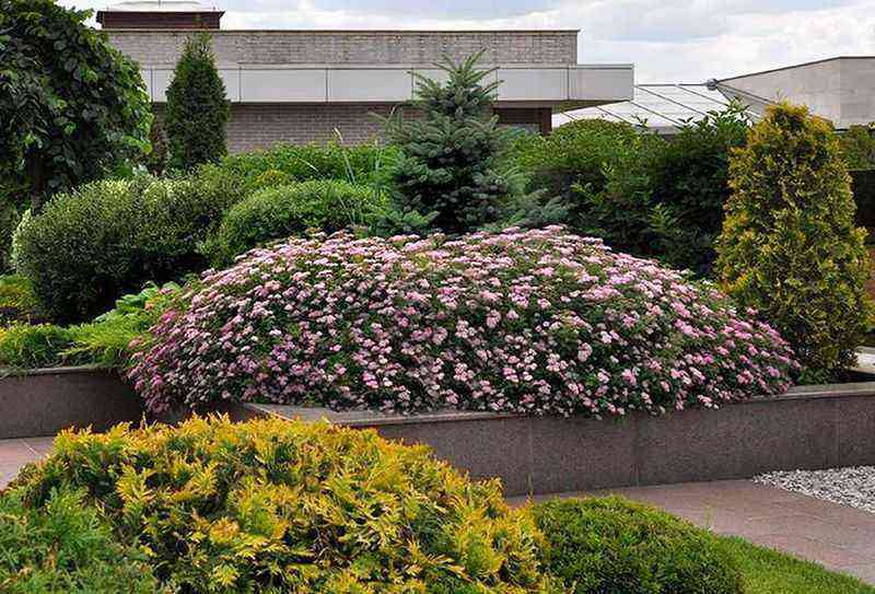 How to use spirea as effectively as possible in the landscape design of your site: 40 photos
