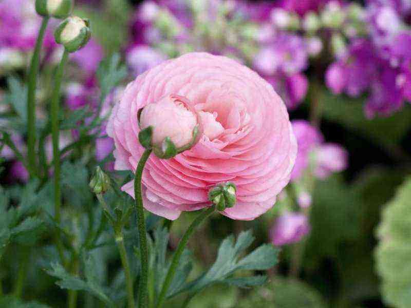How to correctly use the decorative garden ranunculus ranunculus in flower beds: photos of the best ideas