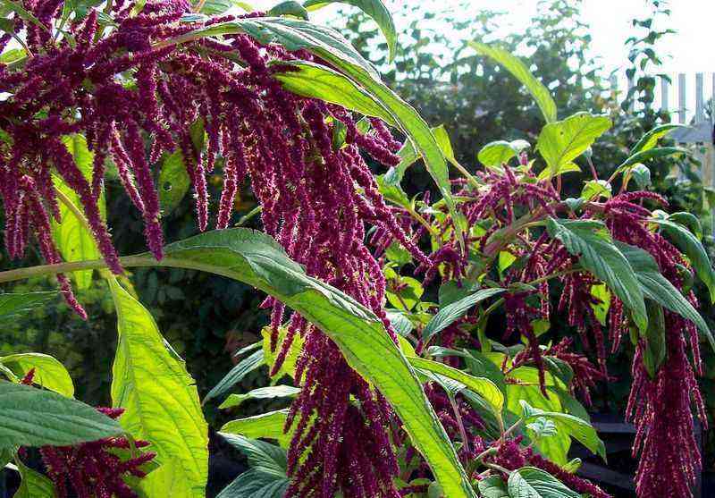 Lush colored panicles: 35 photos of amaranth in landscape design