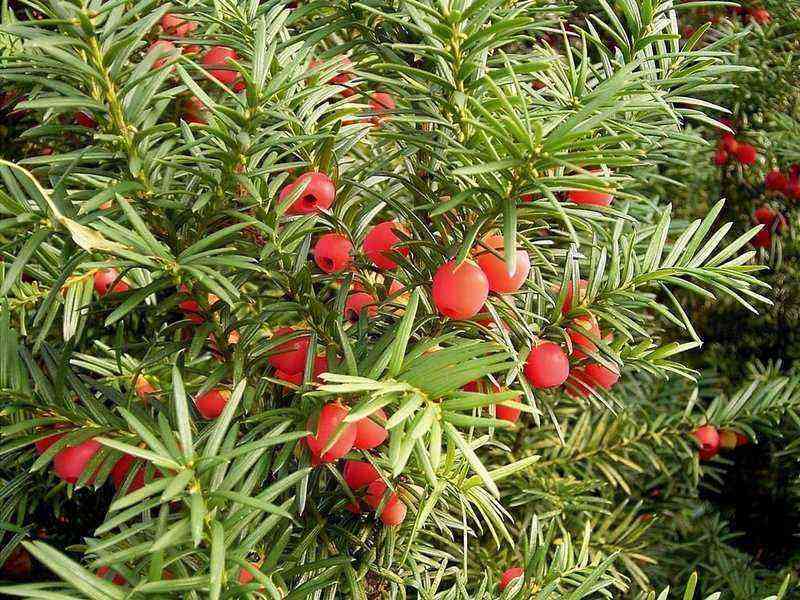 Poisonous Pine Prince: 50 Ideas for Using Yew in Landscaping