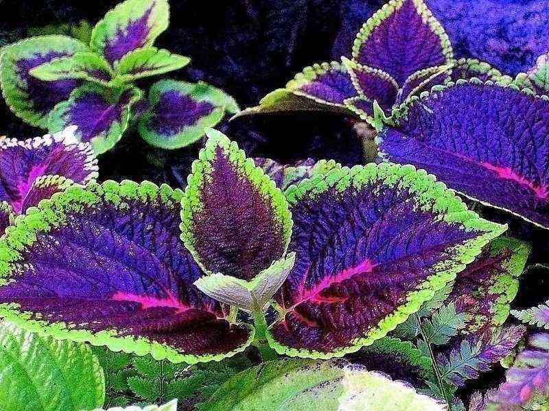 Such a multifaceted Coleus: 50 photos of application in landscape design