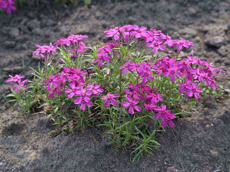 Colored Clouds of Delicate Phlox: 40 Best Landscaping Ideas