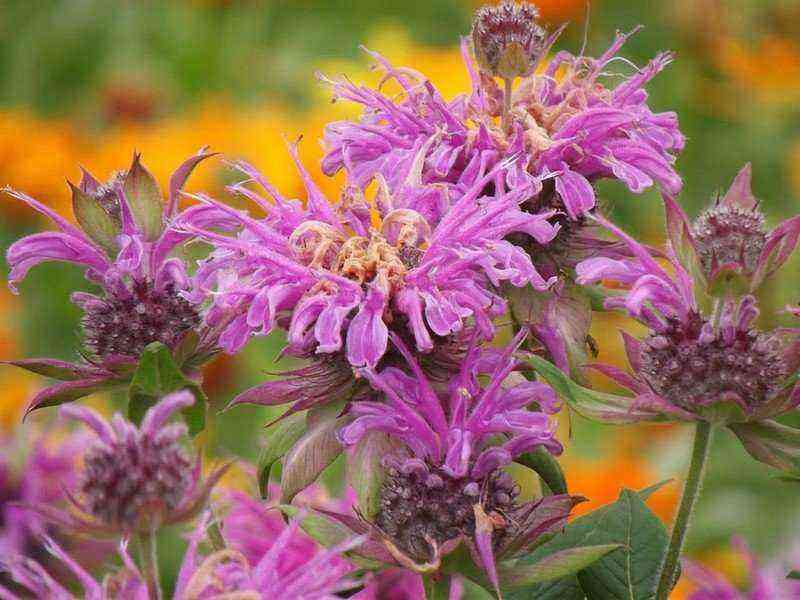 A flower with citrus scent: 35 photos of a successful use of monarda in the garden