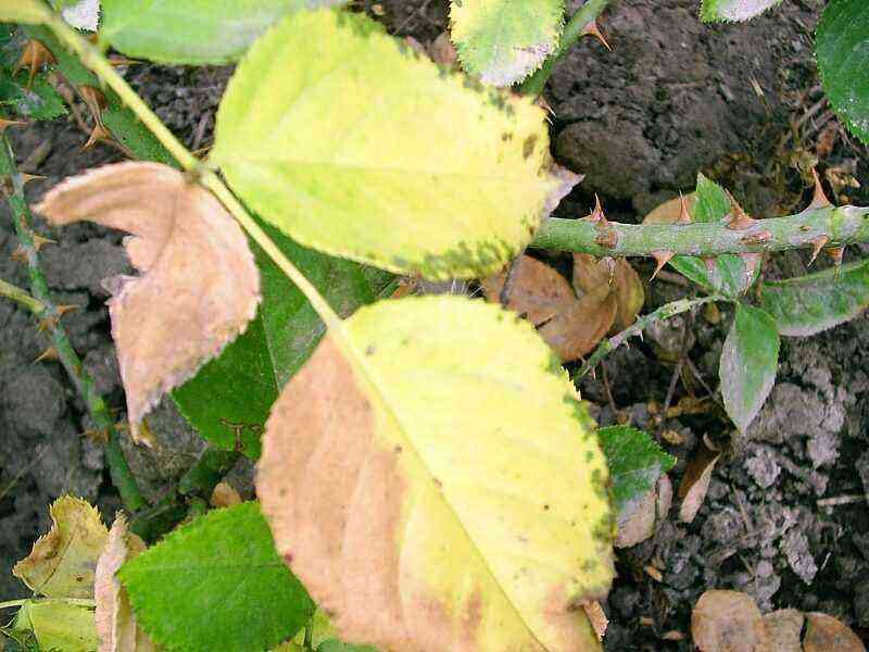 Why rose leaves turn yellow: the main causes and ways to eliminate them