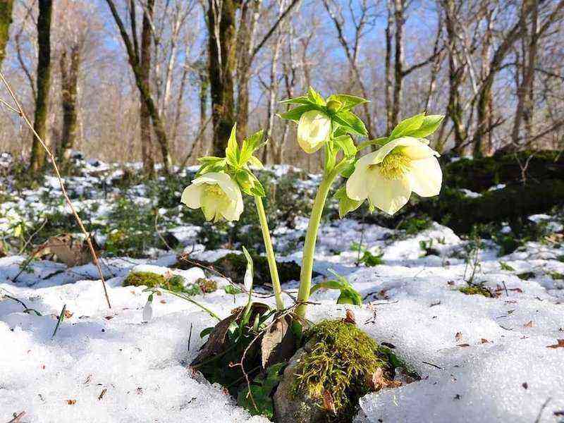 "Roses" blooming in winter: how to successfully use hellebore in landscape design