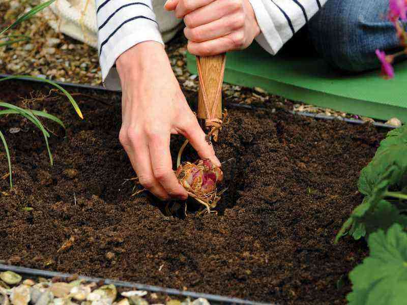 Planting lilies in the fall – when and how to plant?