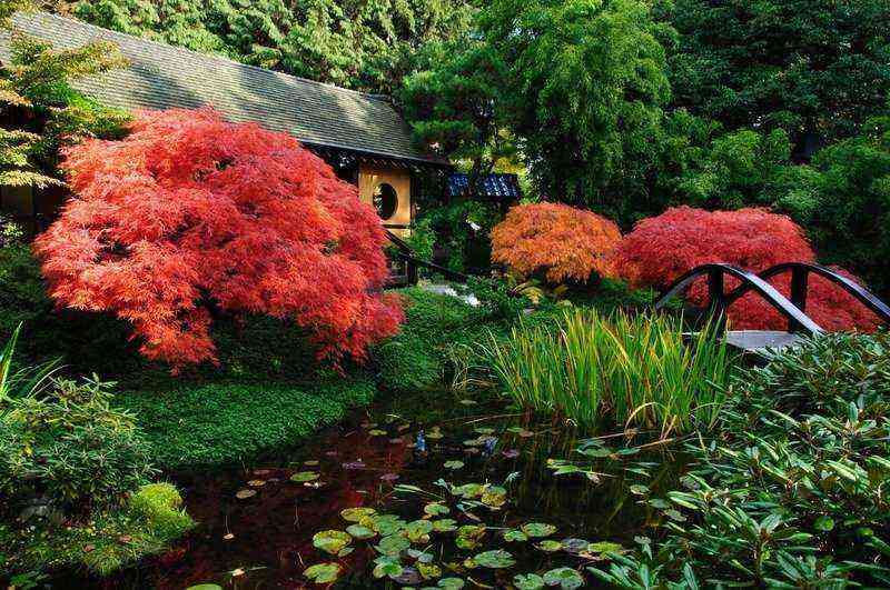 Handsome maple in landscape design: 60 photos of successful application ideas
