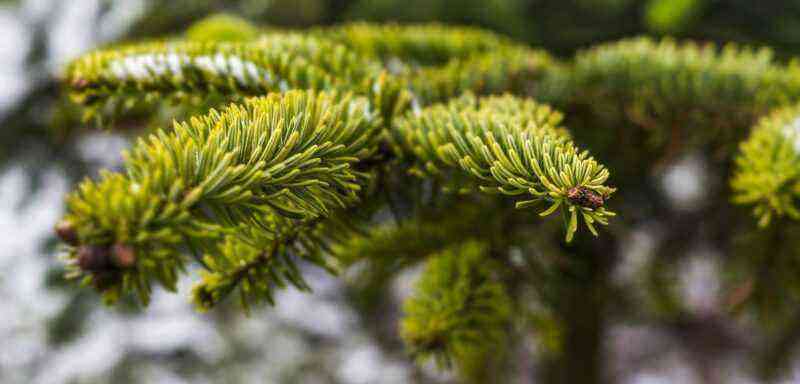 Review of the best species and ornamental varieties of spruce for growing in the garden
