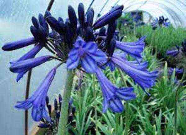 Agapanthus planting and care, cultivation
