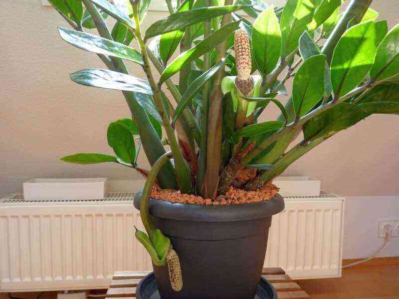 We propagate zamioculcas: methods for home growers