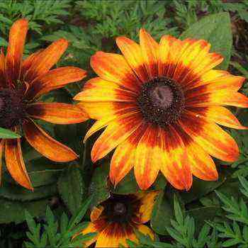 Rudbeckia flowers - features of the variety and methods of cultivation