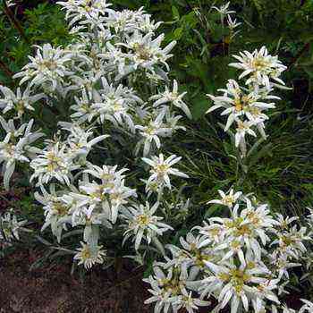 Alpine edelweiss: description and growing of a flower