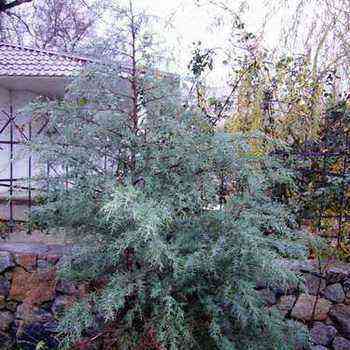 Description of Arizona cypress and his photo