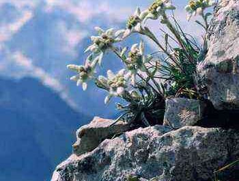 Flowers growing in the mountains planting and care, cultivation