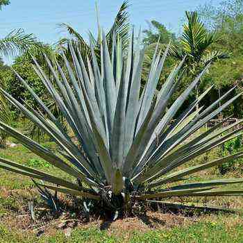 Agave: description of species and application of the plant