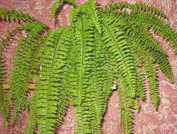 Indoor fern: types and photos