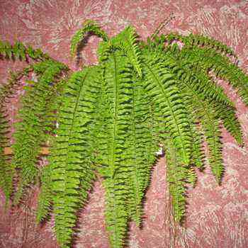 Indoor fern: types and photos