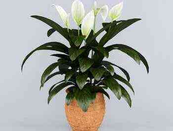 Spathiphyllum flowers: types, photos and care