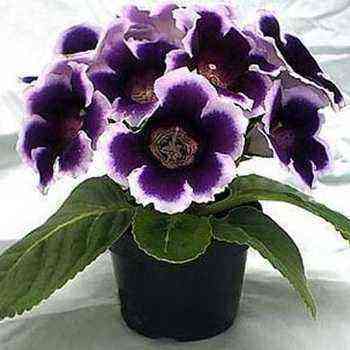 Gloxinia: what it looks like and how to grow at home