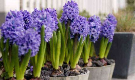 Secrets of correct distillation of hyacinths