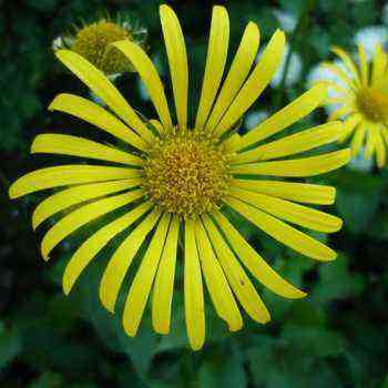 Doronicum flower and its cultivation