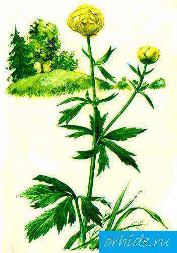 Plants for paludarium