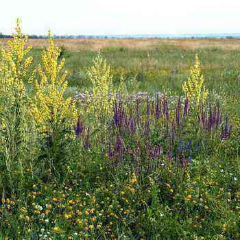 Plants of the steppe zone: photos and names planting and care, cultivation