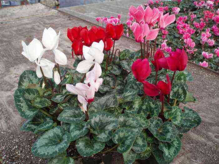 Garden and indoor cyclamen planting and care, cultivation