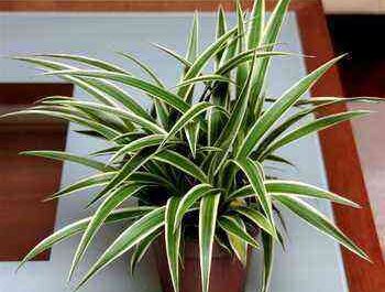 Chlorophytum: description and features of cultivation