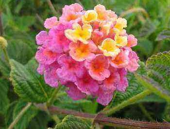Lantana: description and rules of cultivation