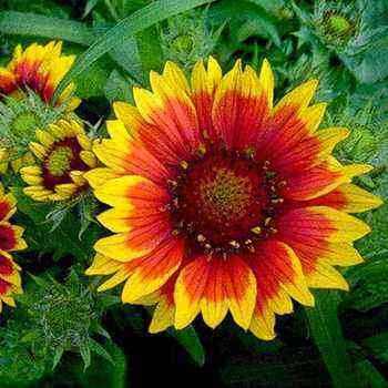 Gaillardia: types and varieties of flowers, plant reproduction