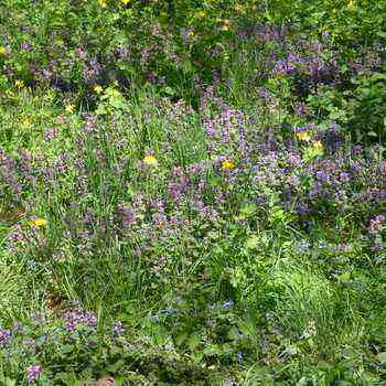 Forest flowers and herbs: photos and names of plants in the forest belt planting and care, cultivation