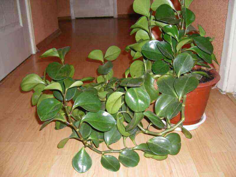 Peperomia: types and care at home