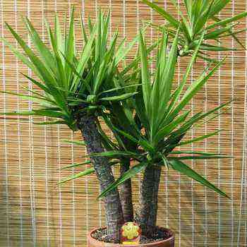 Yucca: growing and caring for home and garden