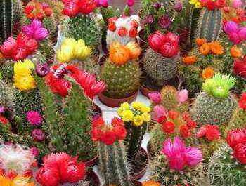 Features of growing and caring for cacti