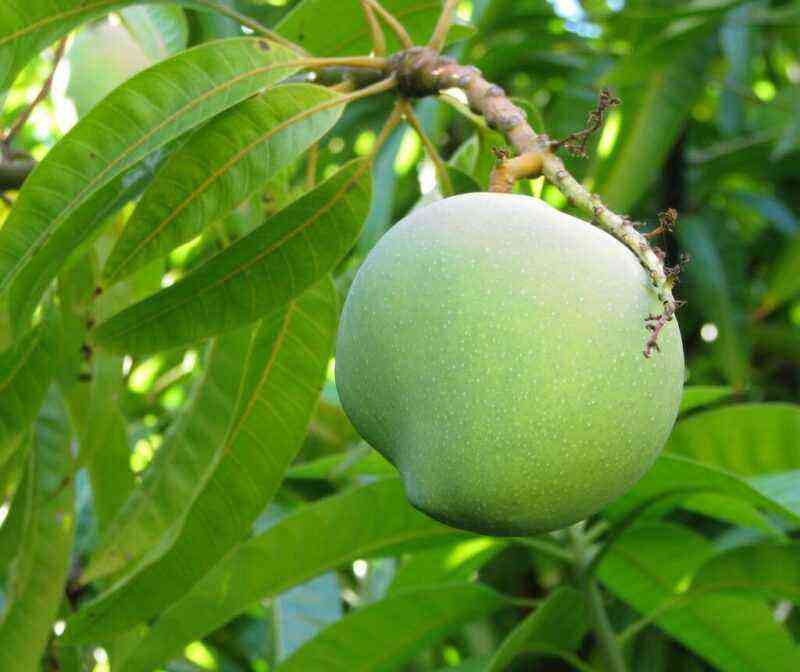Growing mango from seed