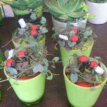 Potted flower arrangements in pots (with photo)