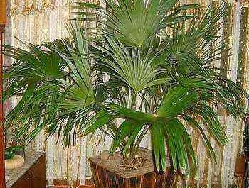 Date palm as a houseplant