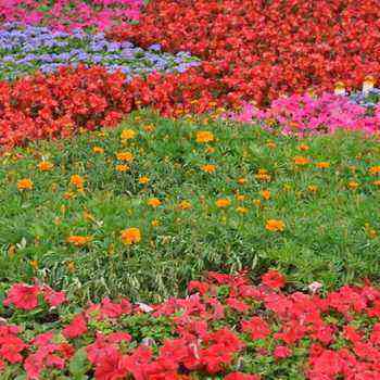 Types of carpet plants and their cultivation