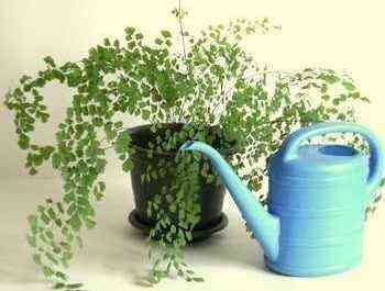 Rules for watering indoor plants and flowers