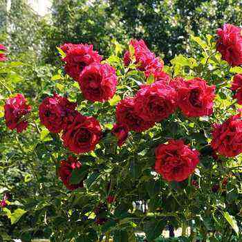 Roses in landscape design and their combination with other flowers