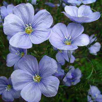 Flax plant: perennial, narbon and alpine planting and care, cultivation