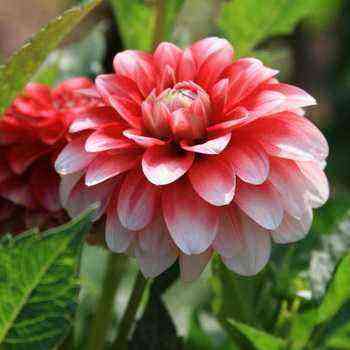 Dahlias: Treating Diseases and Controlling Pests planting and care, cultivation