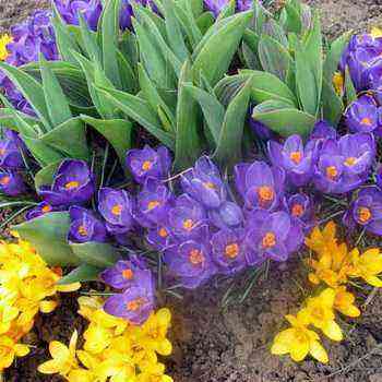 Popular bulbous flowers for the garden planting and care, cultivation